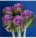 ΜΠΡΑΣΙΚΑ  ΔΙΧΡΩΜΗ   BRASSICA  RED-CRANE
